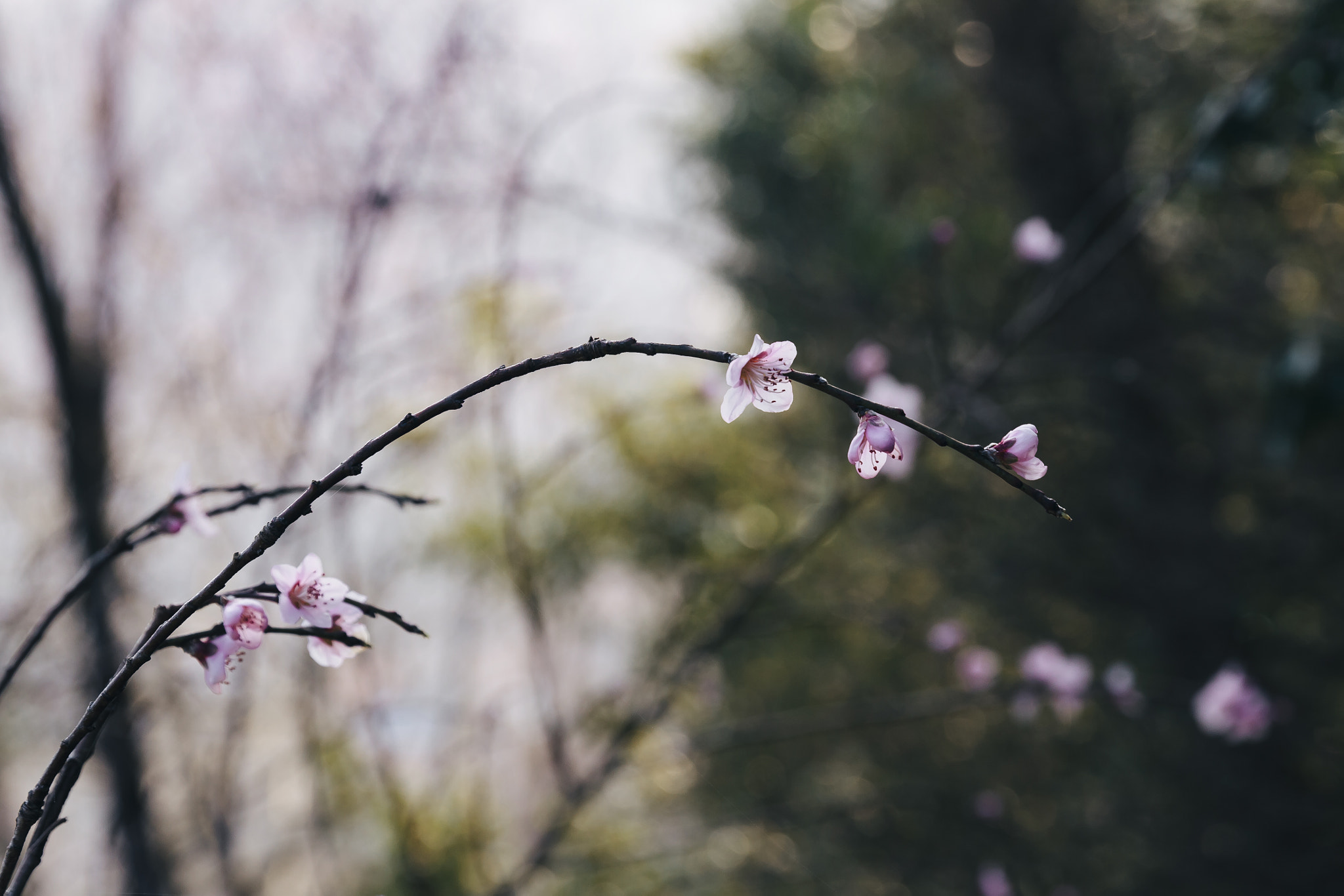 Canon EF 24-70mm F2.8L II USM sample photo. F photography