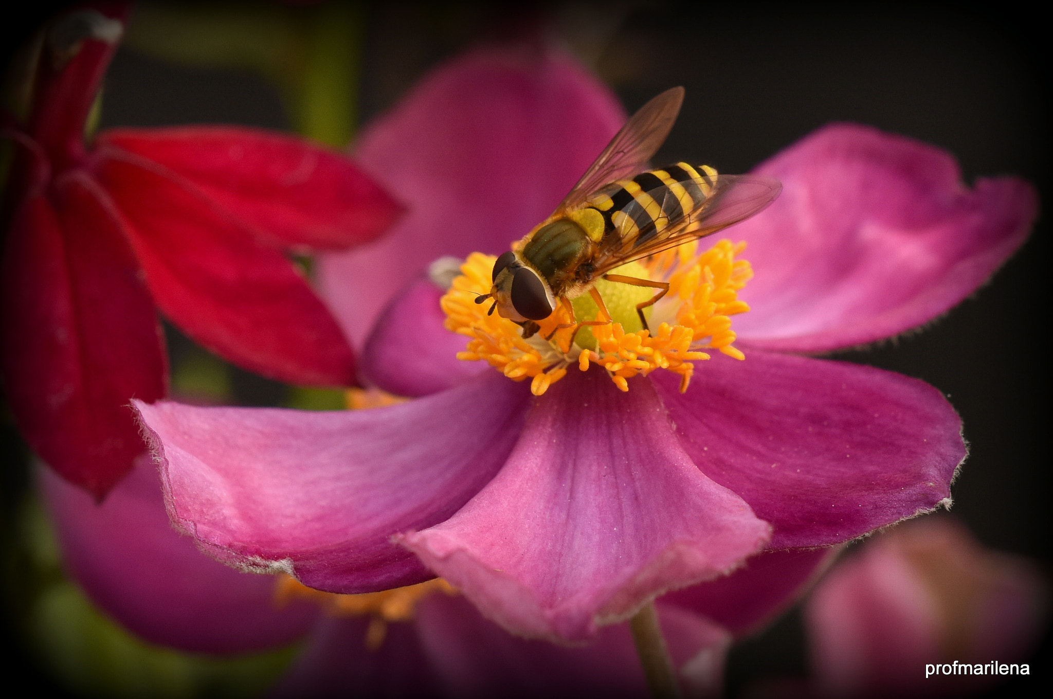 Nikon D810 + Sigma 150mm F2.8 EX DG OS Macro HSM sample photo. Syrphid on japanese anemone photography