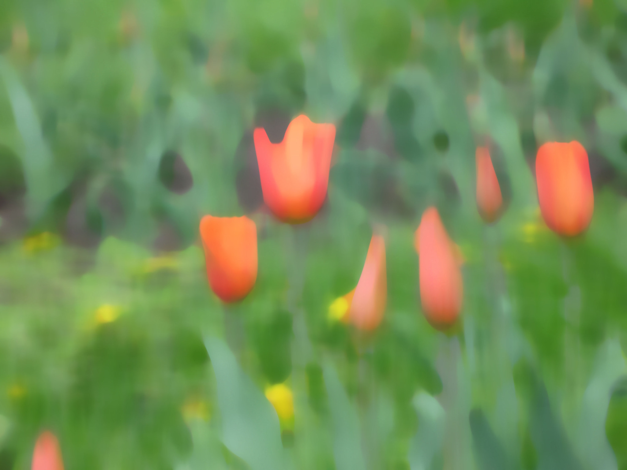 Canon POWERSHOT G7 sample photo. Red tulips photography