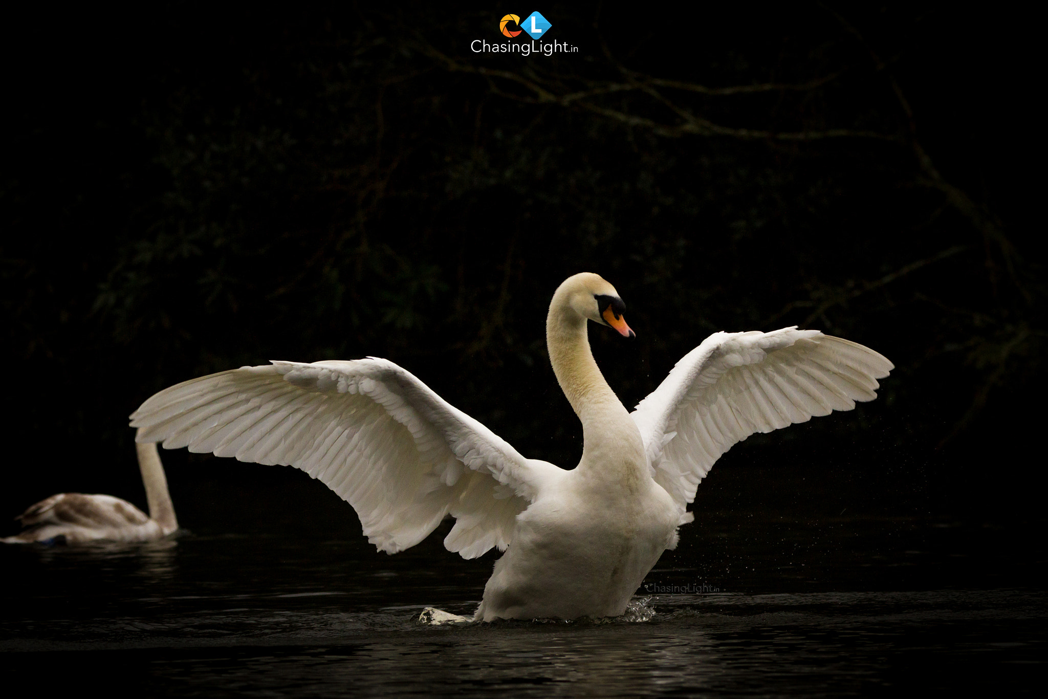 150-600mm F5-6.3 DG OS HSM | Contemporary 015 sample photo. Isn't life under sun just a dream..... photography