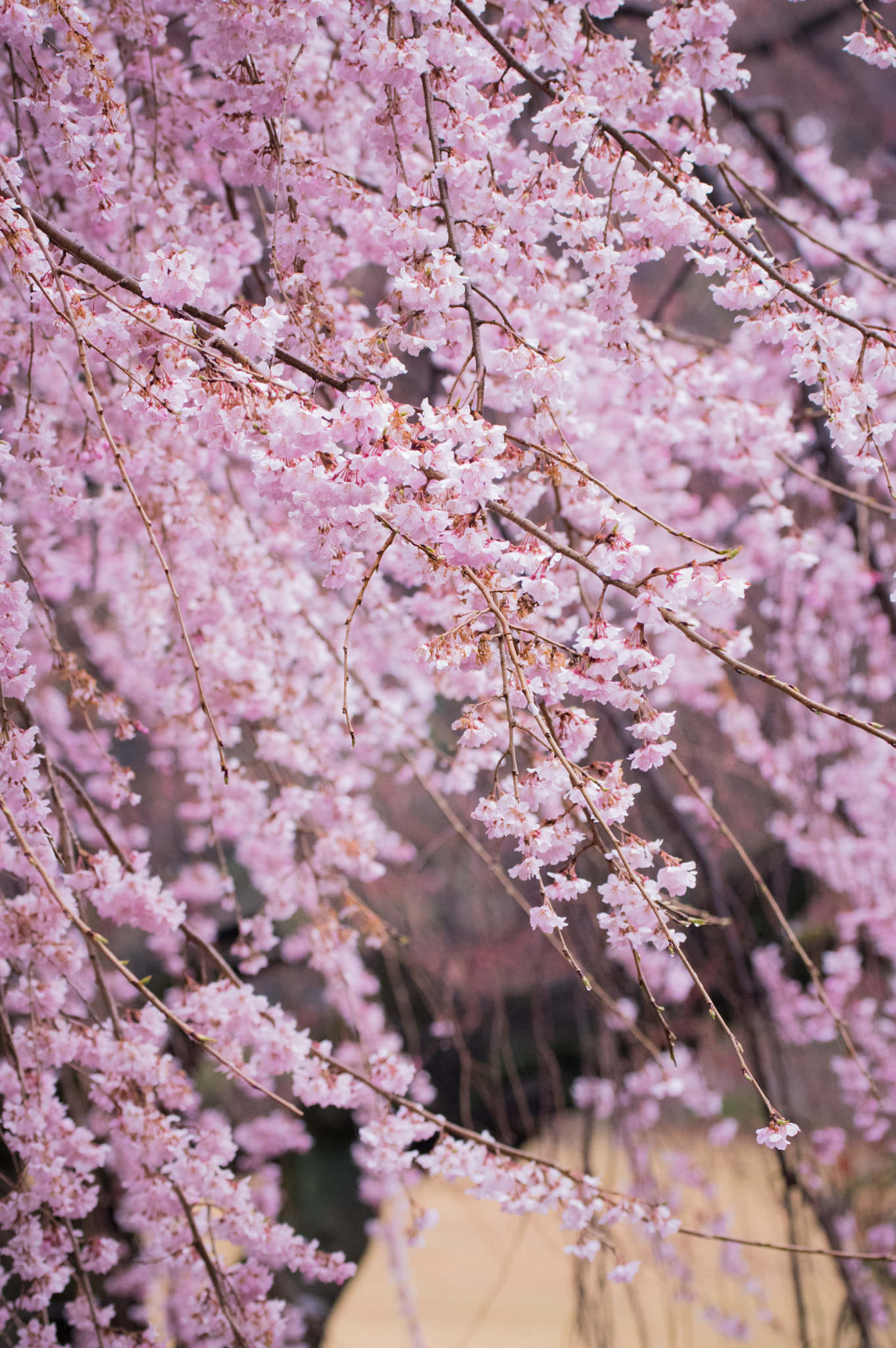 Pentax K-3 sample photo. 39 photography