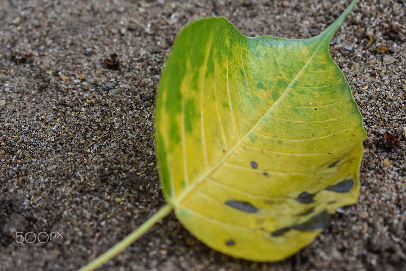 Nikon D3400 sample photo. The fallen photography