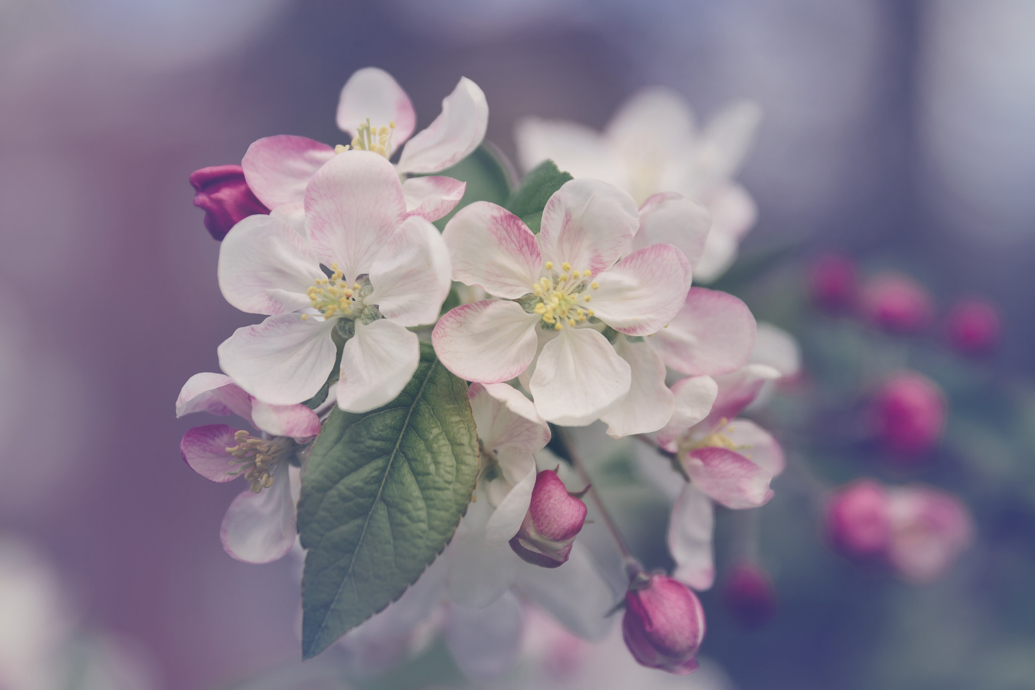 Canon EF 24-70mm F2.8L II USM sample photo. Spring photography