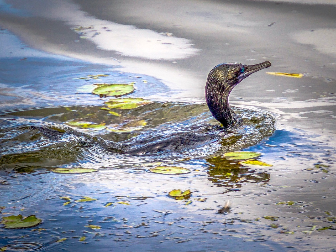 Sony a6000 + Sony E 18-200mm F3.5-6.3 OSS sample photo. The cormorant coming up from a dive photography