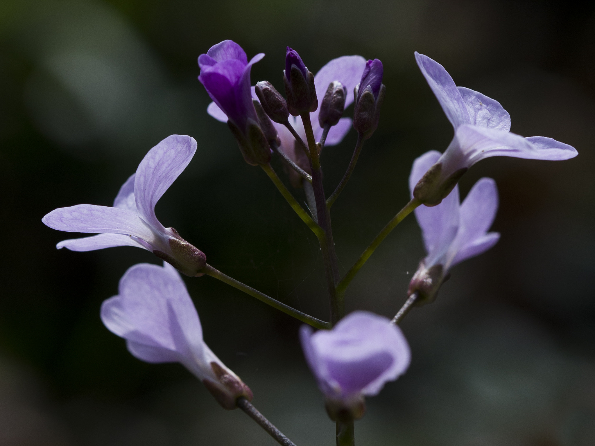 Canon EF 100mm F2.8 Macro USM sample photo. Img photography