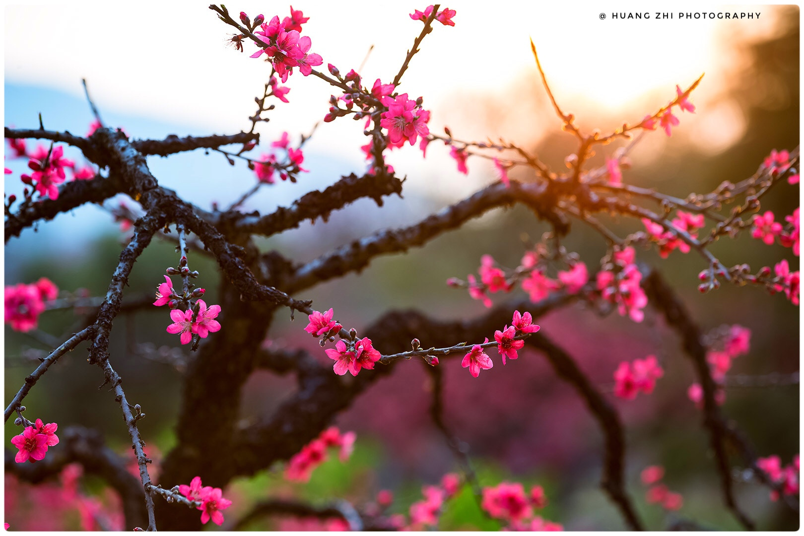 Canon EOS-1D X sample photo. Peach blossom in the backdrop of the sunset looks especially beautiful. photography