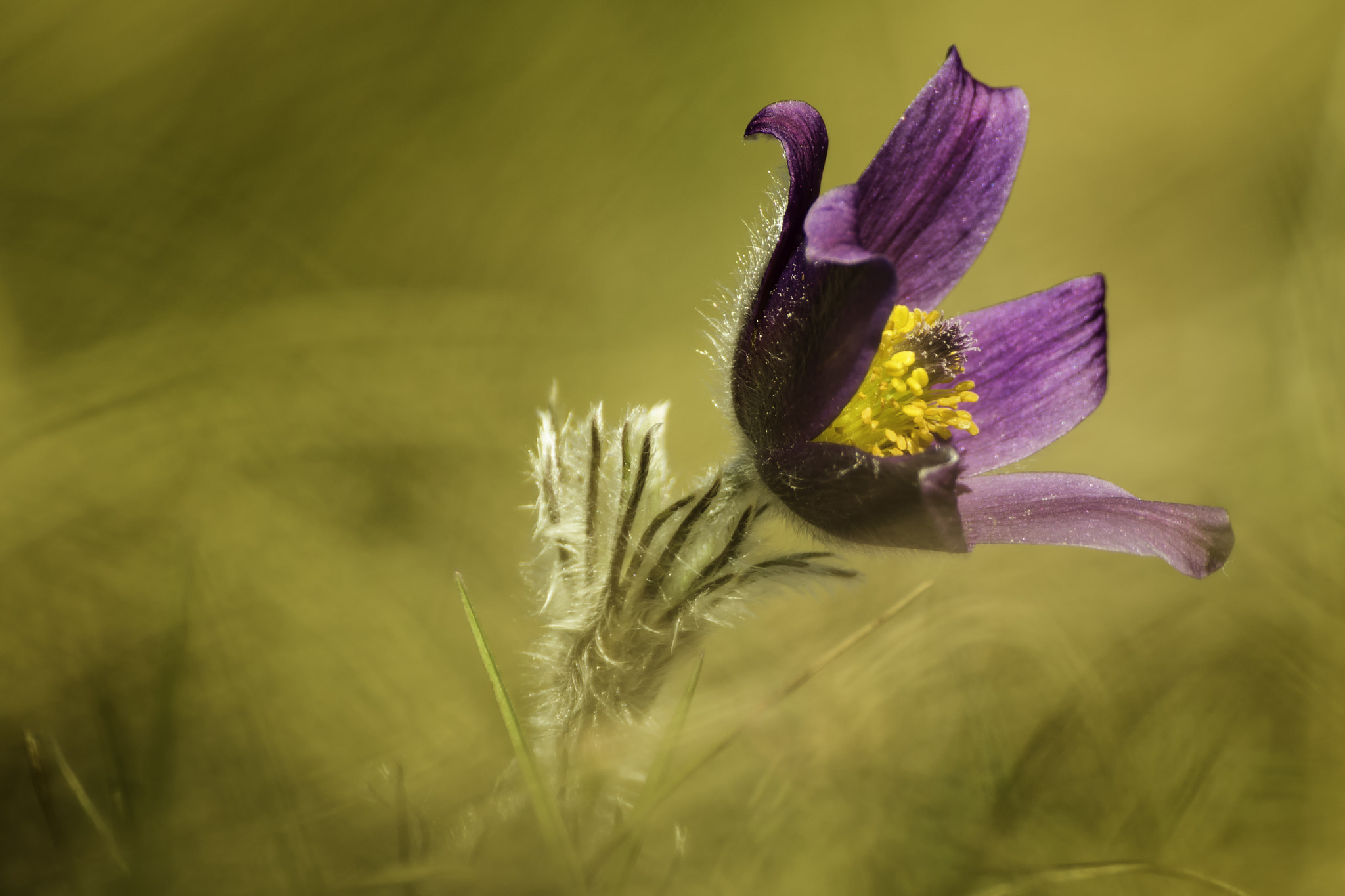 Canon EOS 70D + Tamron SP 35mm F1.8 Di VC USD sample photo. Pulsatilla vulgaris photography