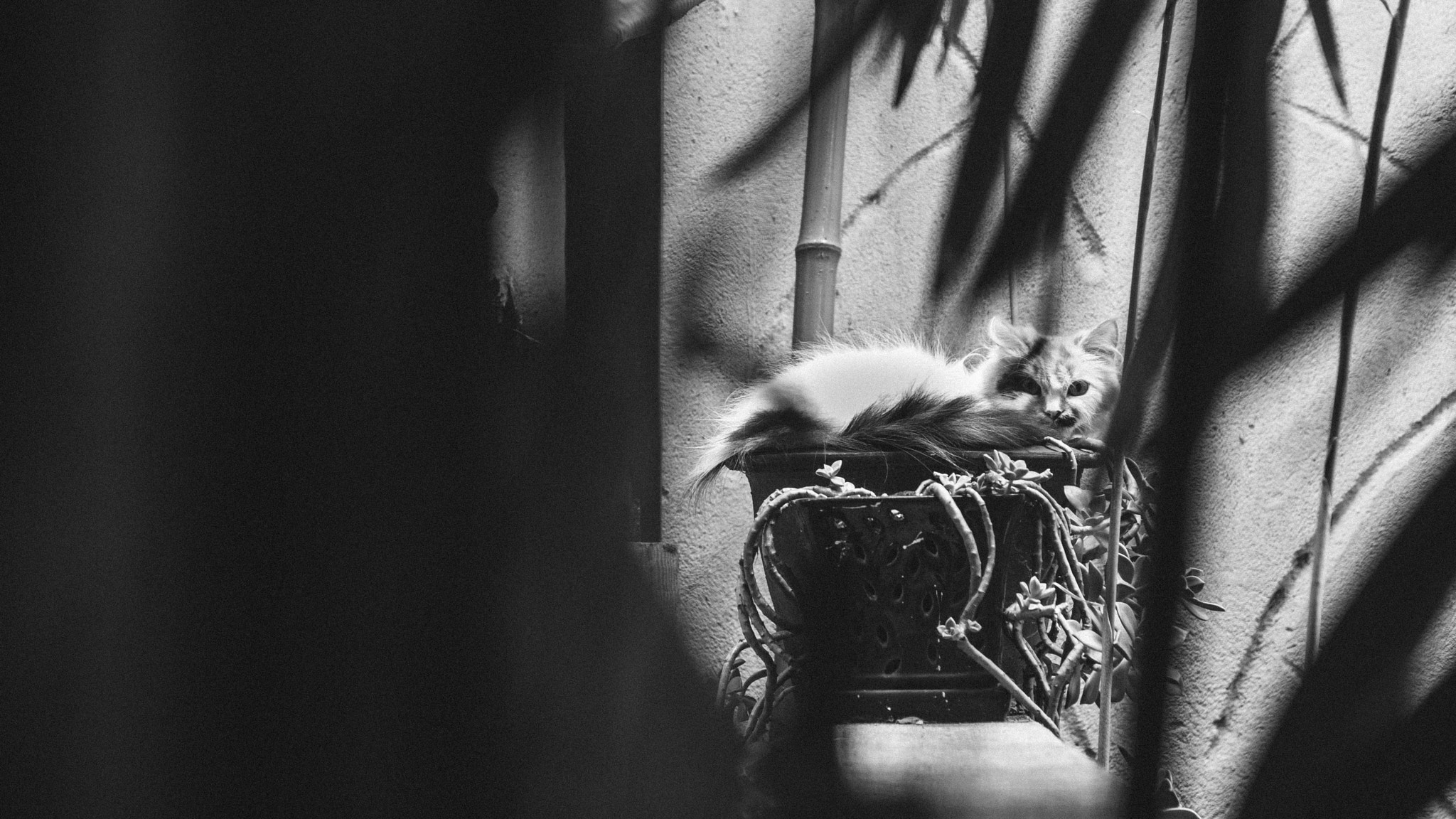 Nikon D700 sample photo. Cat taking nap photography