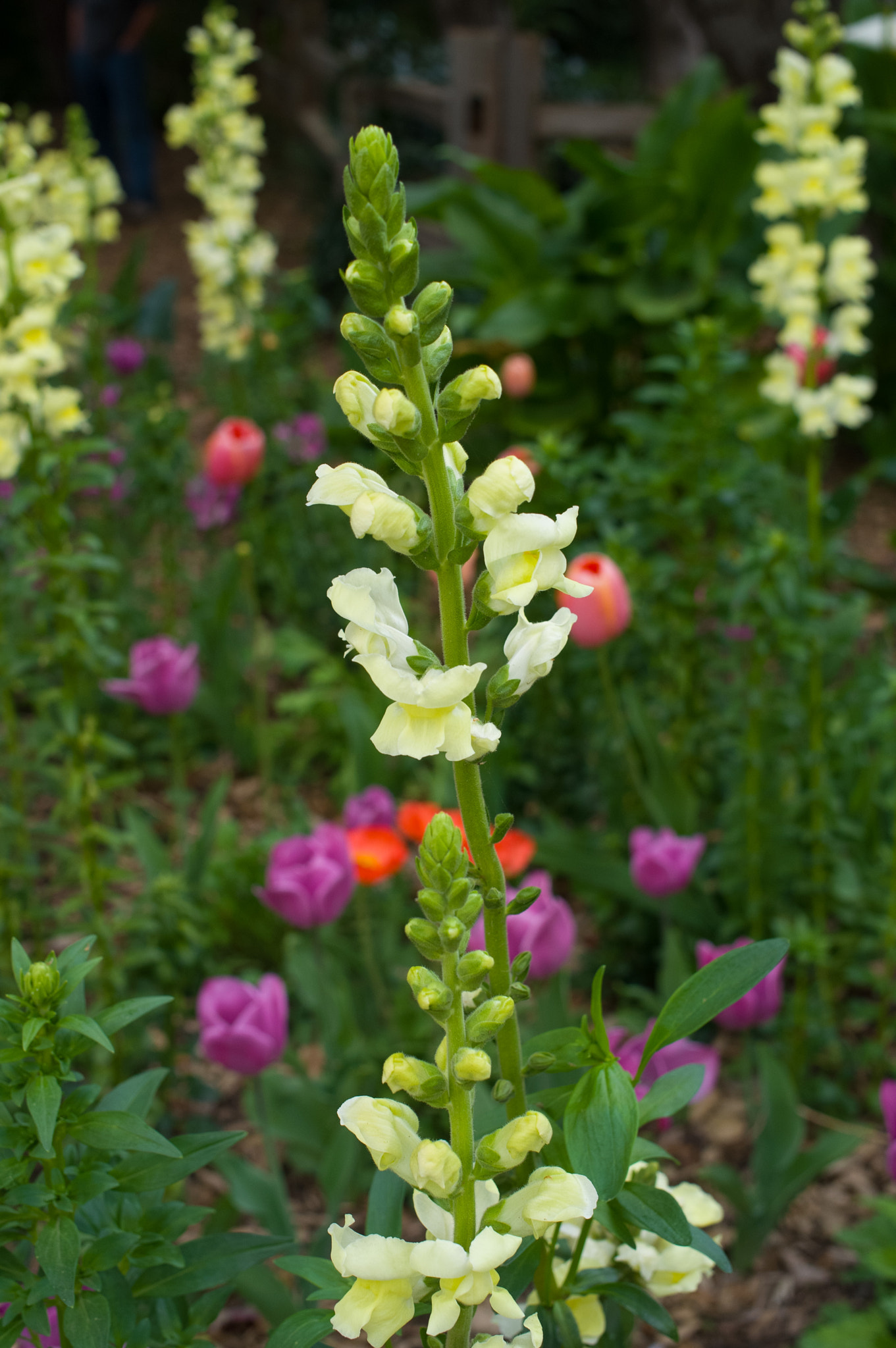 Ricoh GXR A12 sample photo. Garden varieties photography