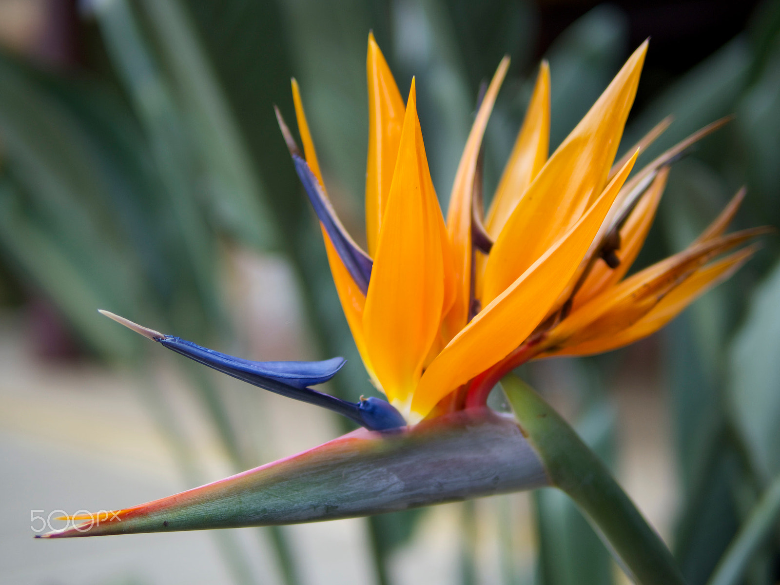 Olympus PEN E-P5 + Panasonic Leica DG Summilux 25mm F1.4 II ASPH sample photo. Flora of vietnam photography