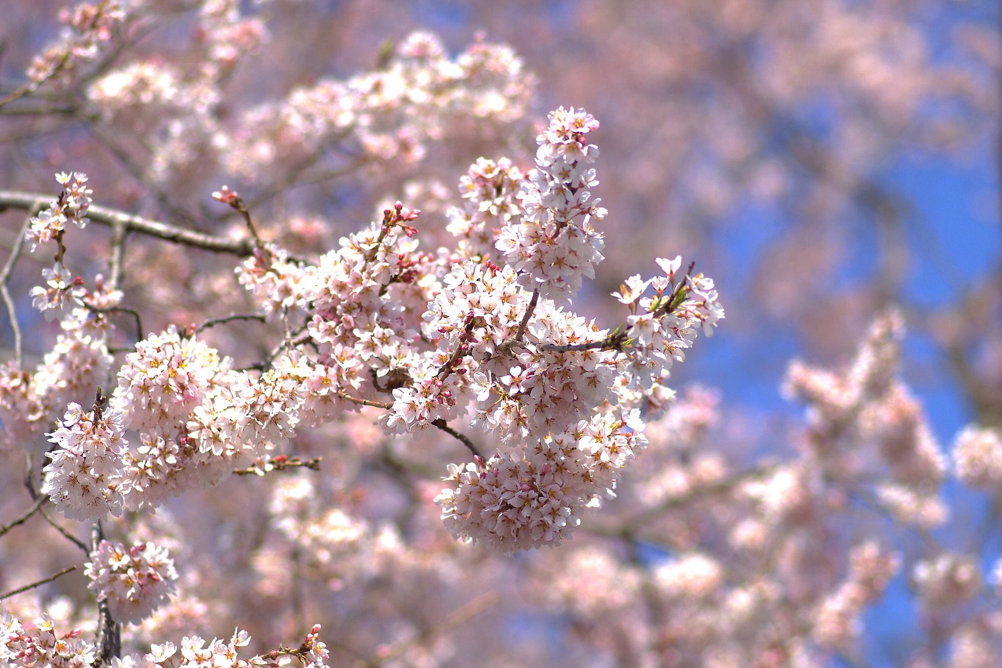 Pentax K-S2 + Pentax smc D-FA 100mm F2.8 Macro WR sample photo. 江戸彼岸桜 photography