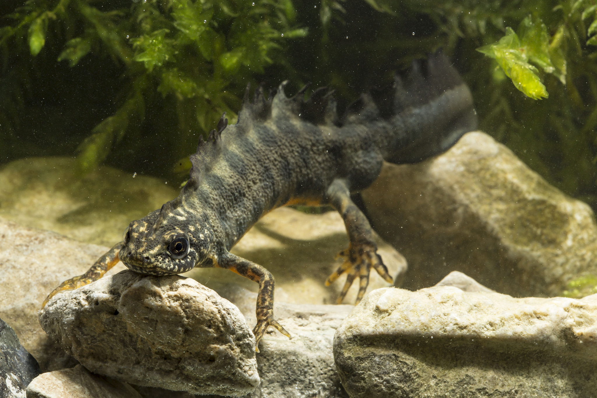 Canon EF 100mm F2.8 Macro USM sample photo. Northern crested newt resting photography