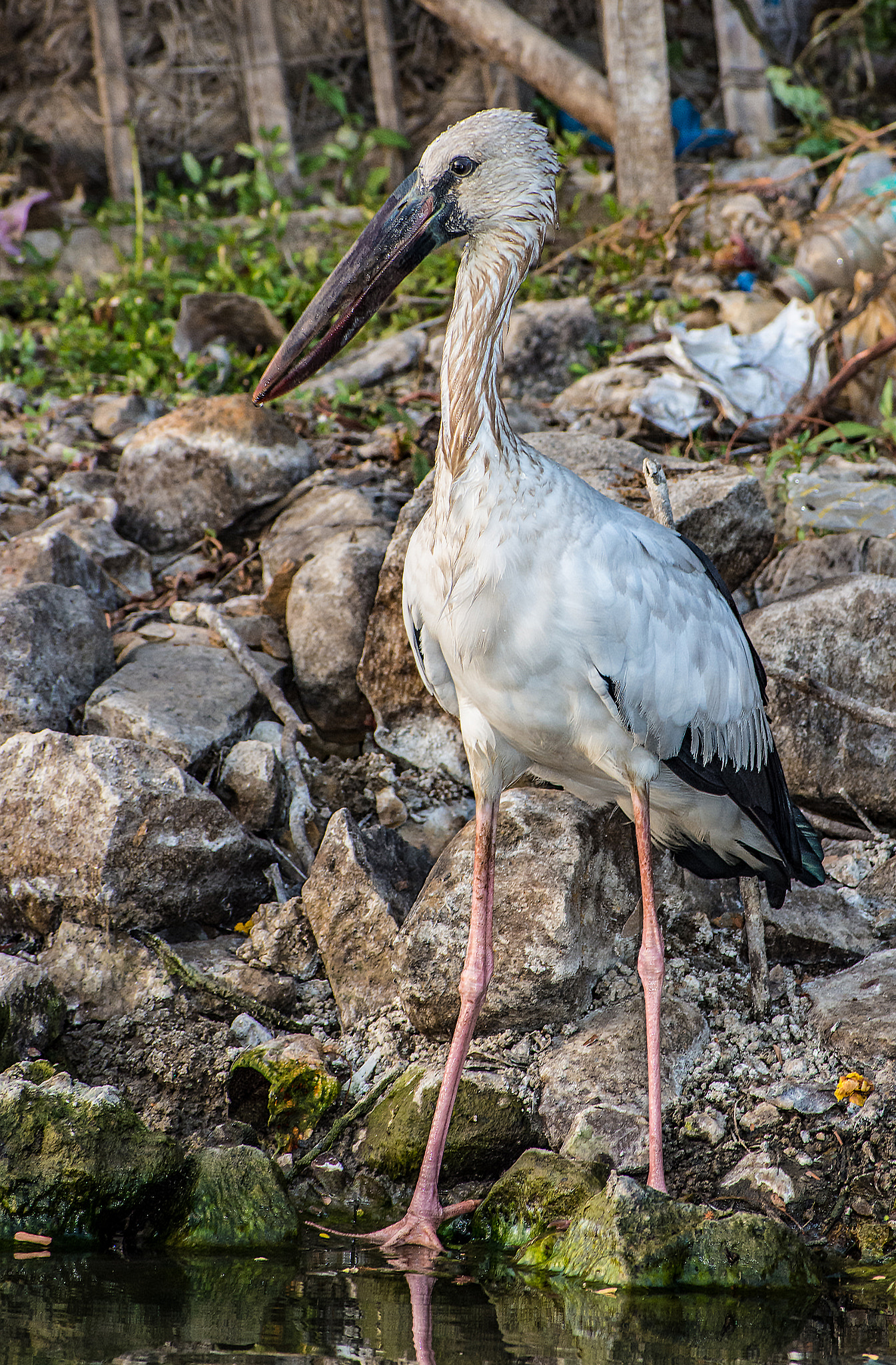 Nikon D7200 + Sigma 70-300mm F4-5.6 DG OS sample photo. Beauty! photography