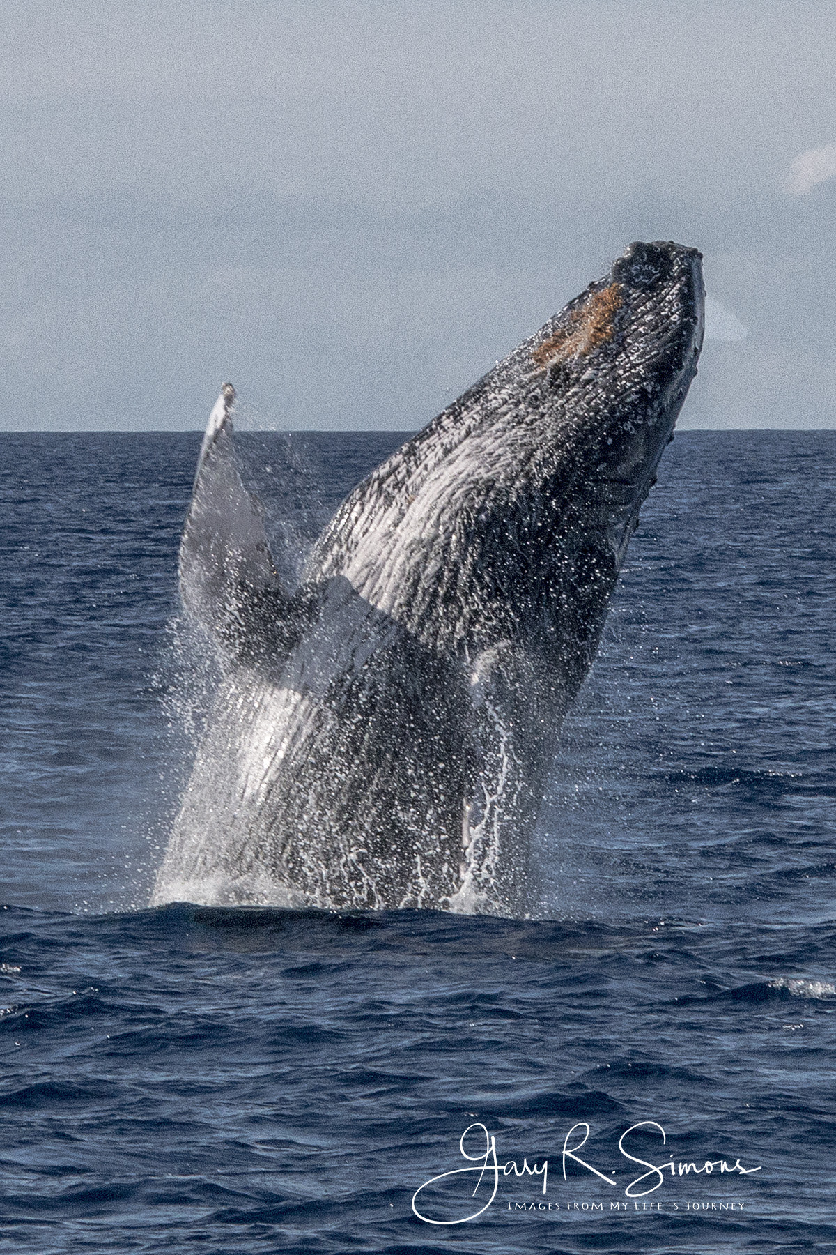 Canon EOS 70D sample photo. Humpback photography