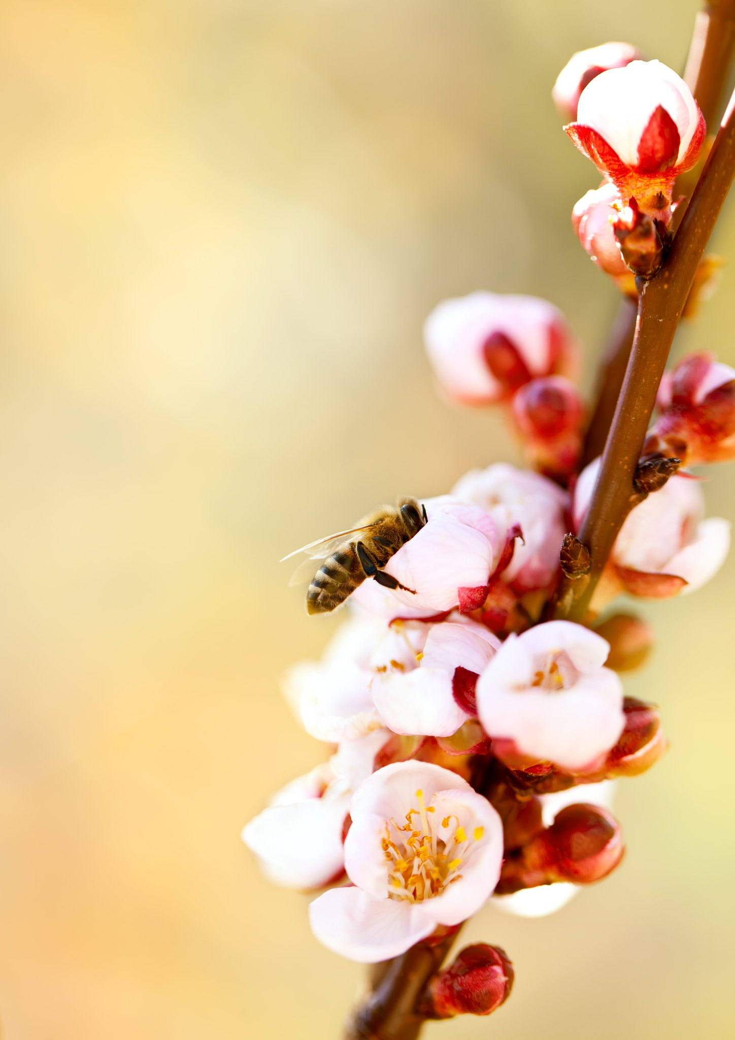 Canon EF 100mm F2.8L Macro IS USM sample photo. First flight for spring 2017 photography