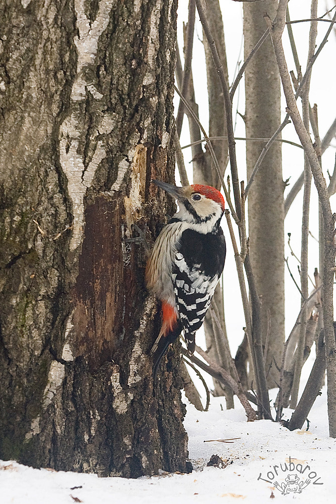 Canon EF 80-200mm f/2.8L sample photo. Great spotted woodpecker photography