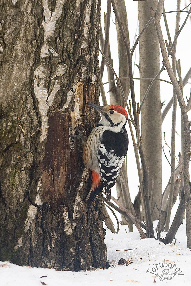 Canon EOS 5D + Canon EF 80-200mm f/2.8L sample photo. Great spotted woodpecker photography