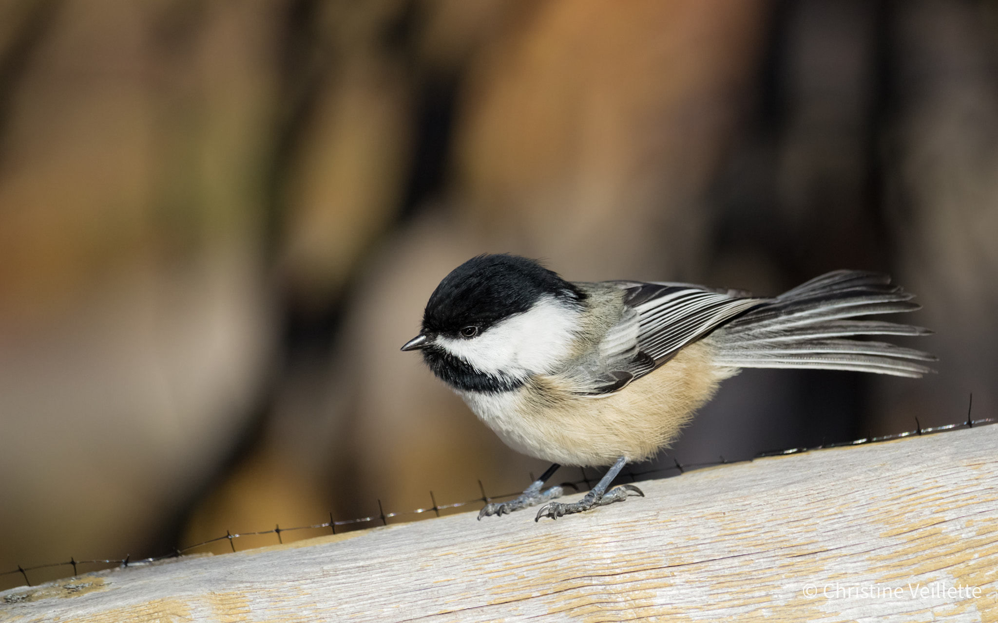 Canon EF-S 55-250mm F4-5.6 IS STM sample photo. Chickadee fan photography