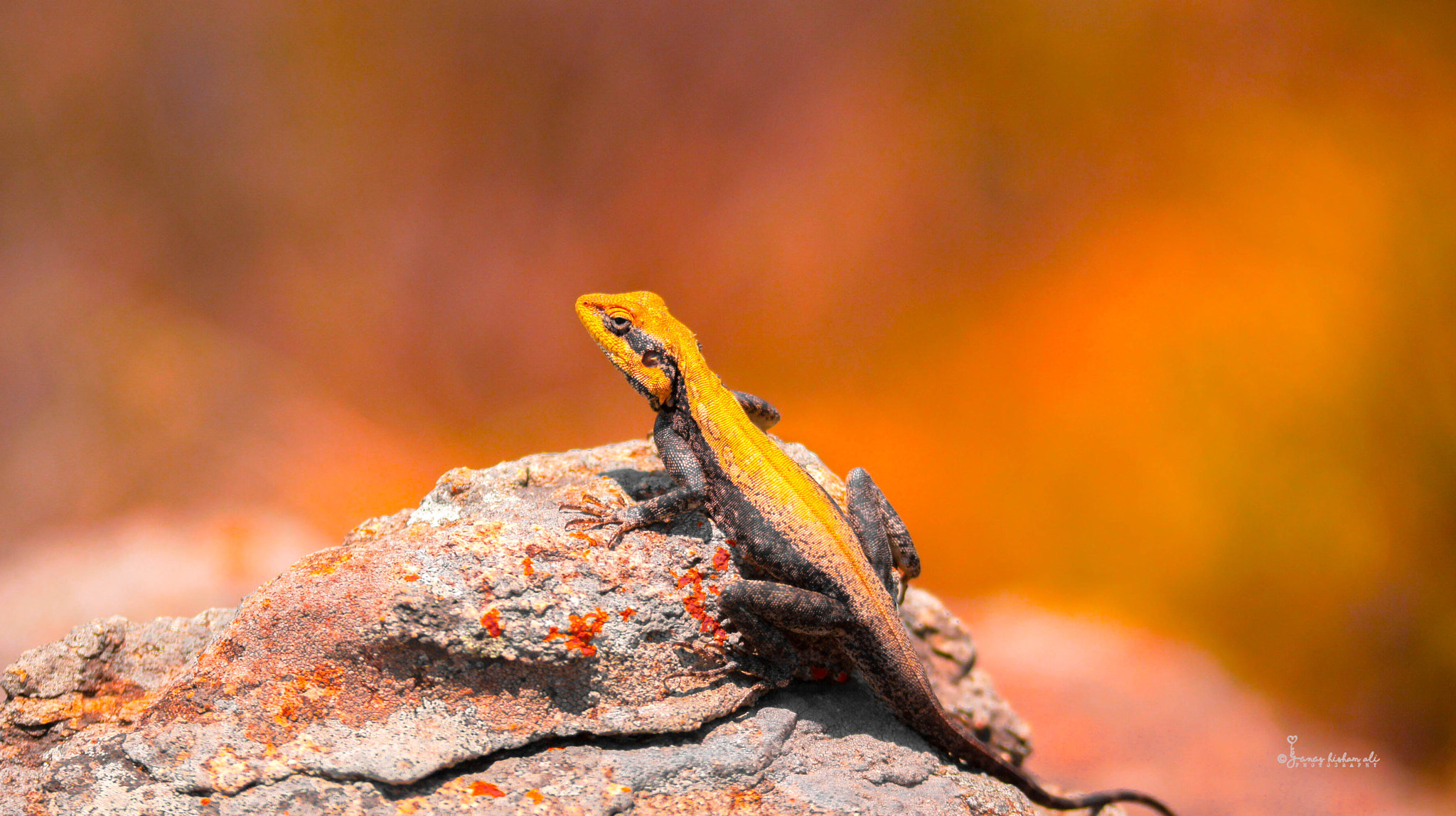 105mm F2.8 sample photo. Scaled reptiles photography