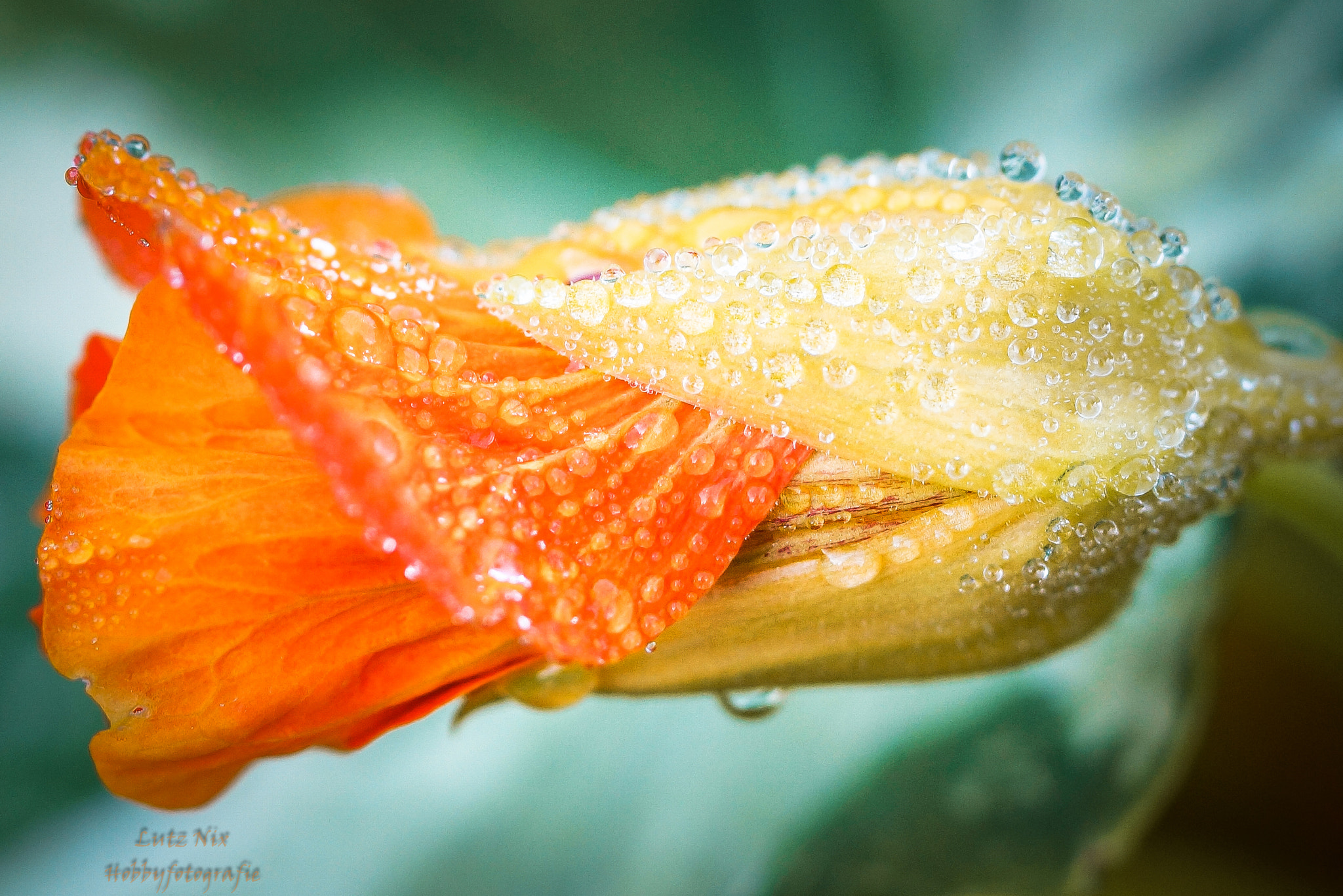 90mm F2.8 Macro SSM sample photo. Nasturtium photography