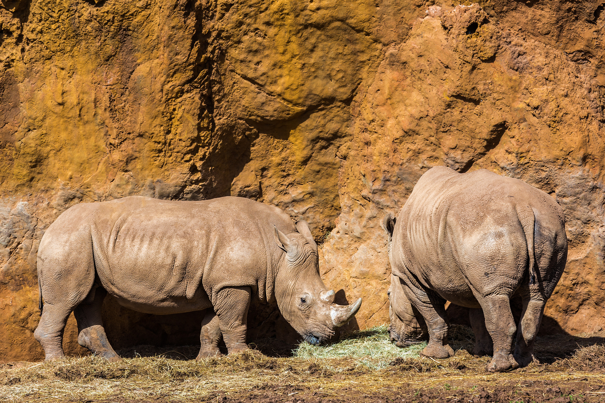 Canon EOS 6D + Canon EF 70-200mm F4L IS USM sample photo. Rhinoceros  240317-7655 photography