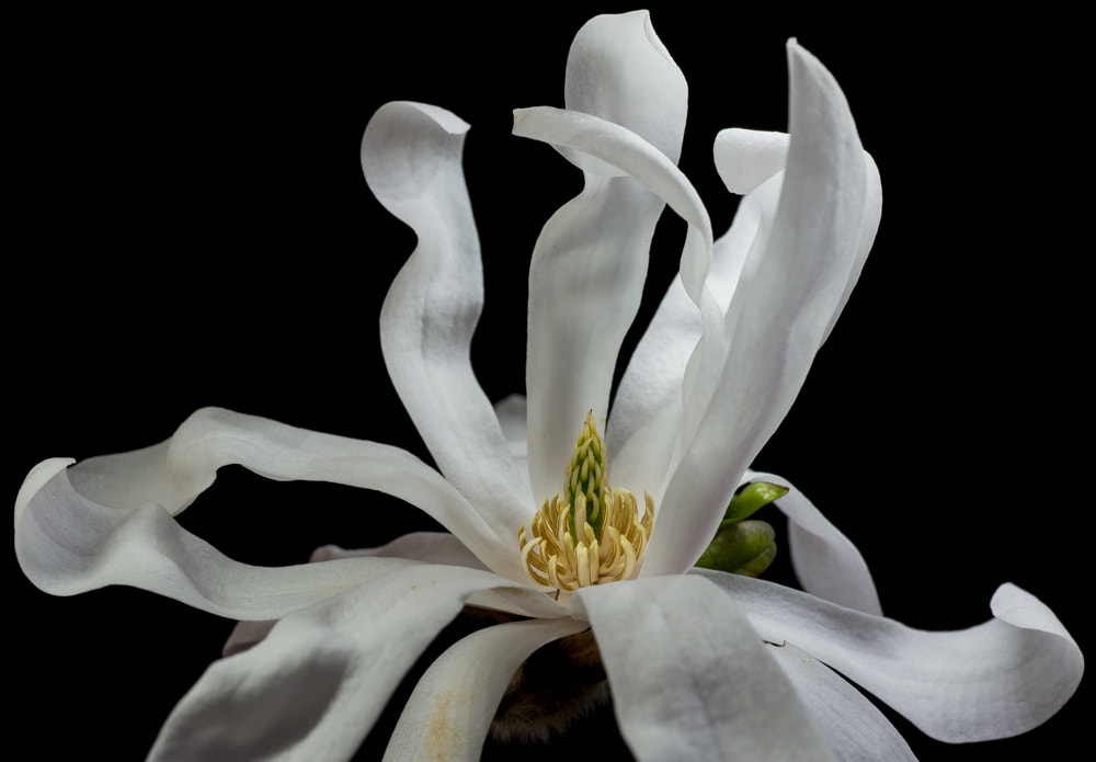 Sony Cyber-shot DSC-RX1 + 35mm F2.0 sample photo. Magnolia photography