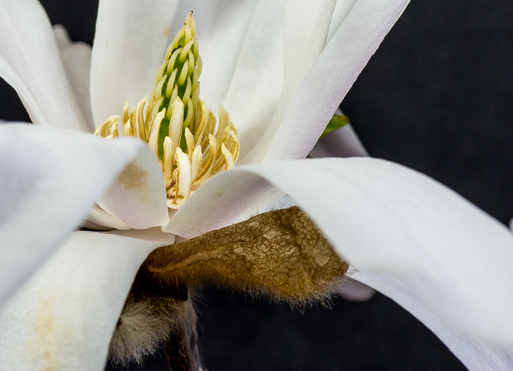 Sony Cyber-shot DSC-RX1 + 35mm F2.0 sample photo. Magnolia photography