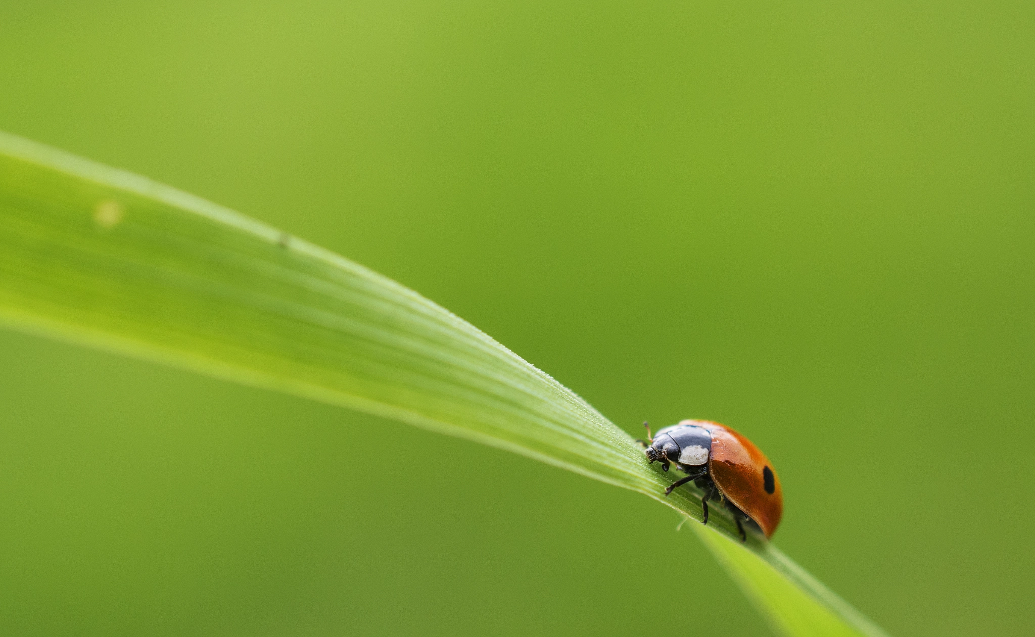 Nikon D7100 + Nikon AF-S DX Micro Nikkor 40mm F2.8 sample photo. Ladybird photography