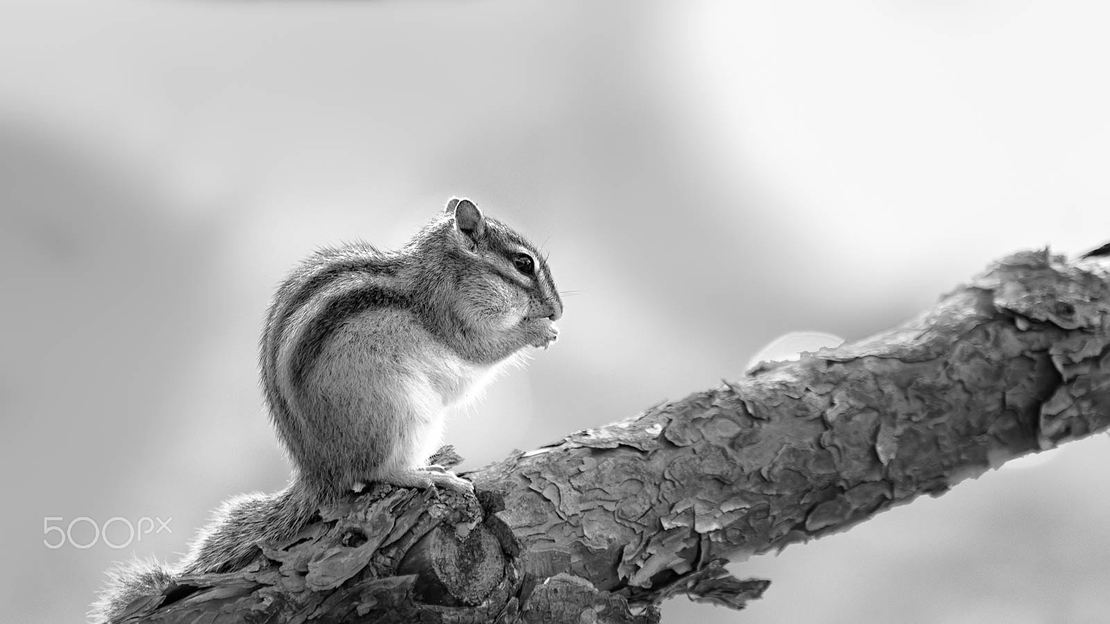 Sony a7R + Sony FE 70-200mm F4 G OSS sample photo. Squirrel on the tree photography