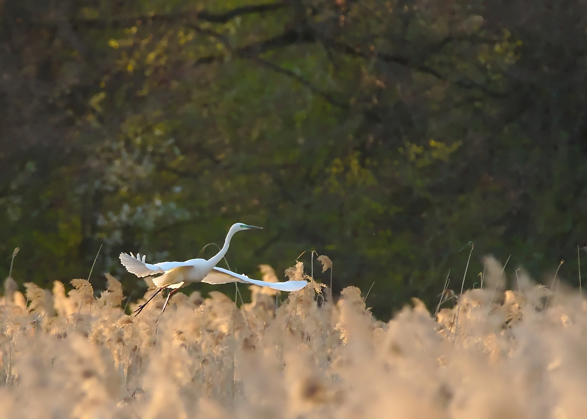 Tamron SP 150-600mm F5-6.3 Di VC USD sample photo. Let's fly away photography