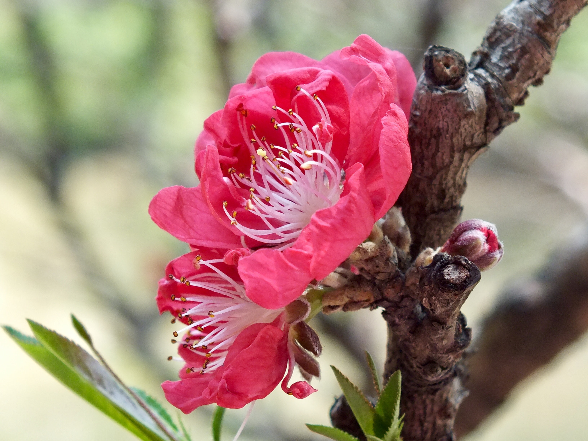 Fujifilm FinePix HS33EXR sample photo. Peach blossom photography