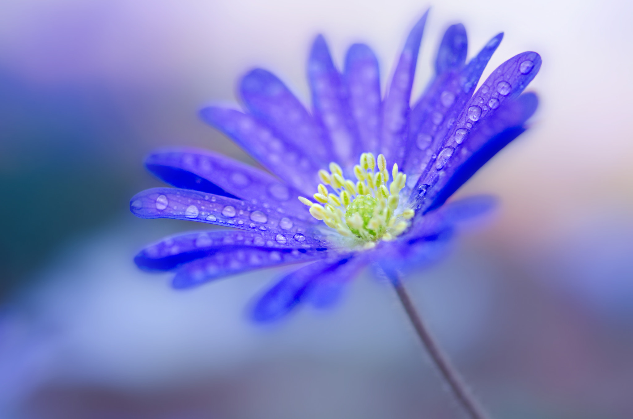 Nikon AF-S Micro-Nikkor 105mm F2.8G IF-ED VR sample photo. Fleur photography