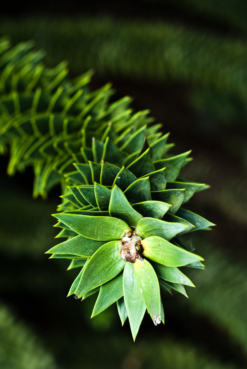 Nikon D200 + Nikon AF Nikkor 50mm F1.8D sample photo. Dsc photography