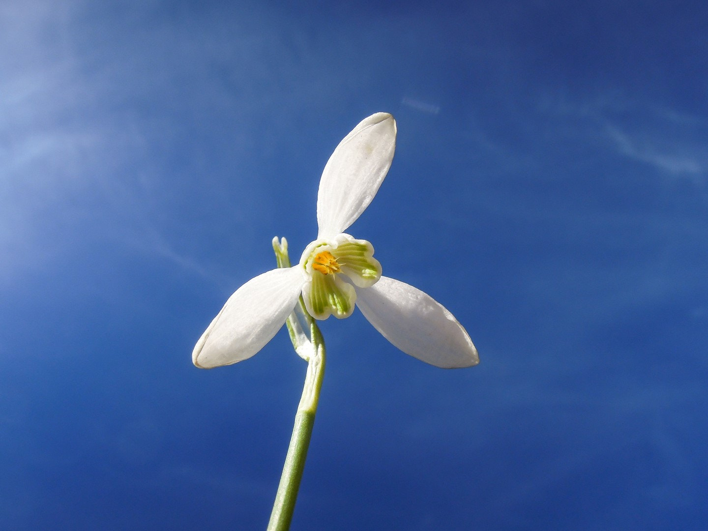 Nikon Coolpix P300 sample photo. Galanthus nivalis photography