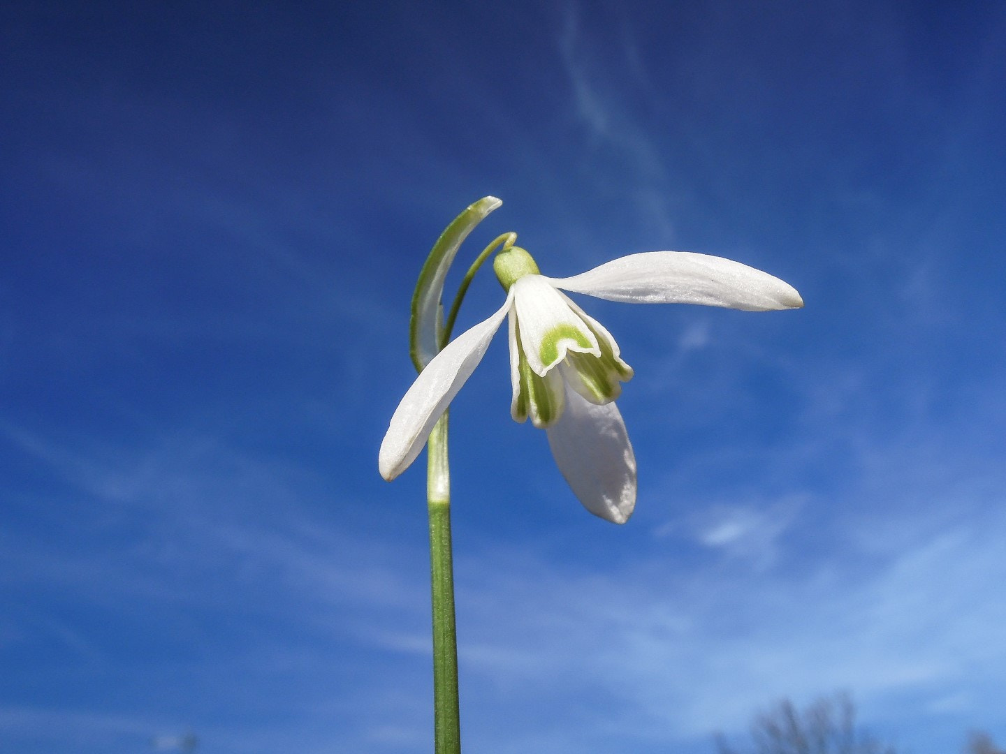 Nikon Coolpix P300 sample photo. Galanthus nivalis photography