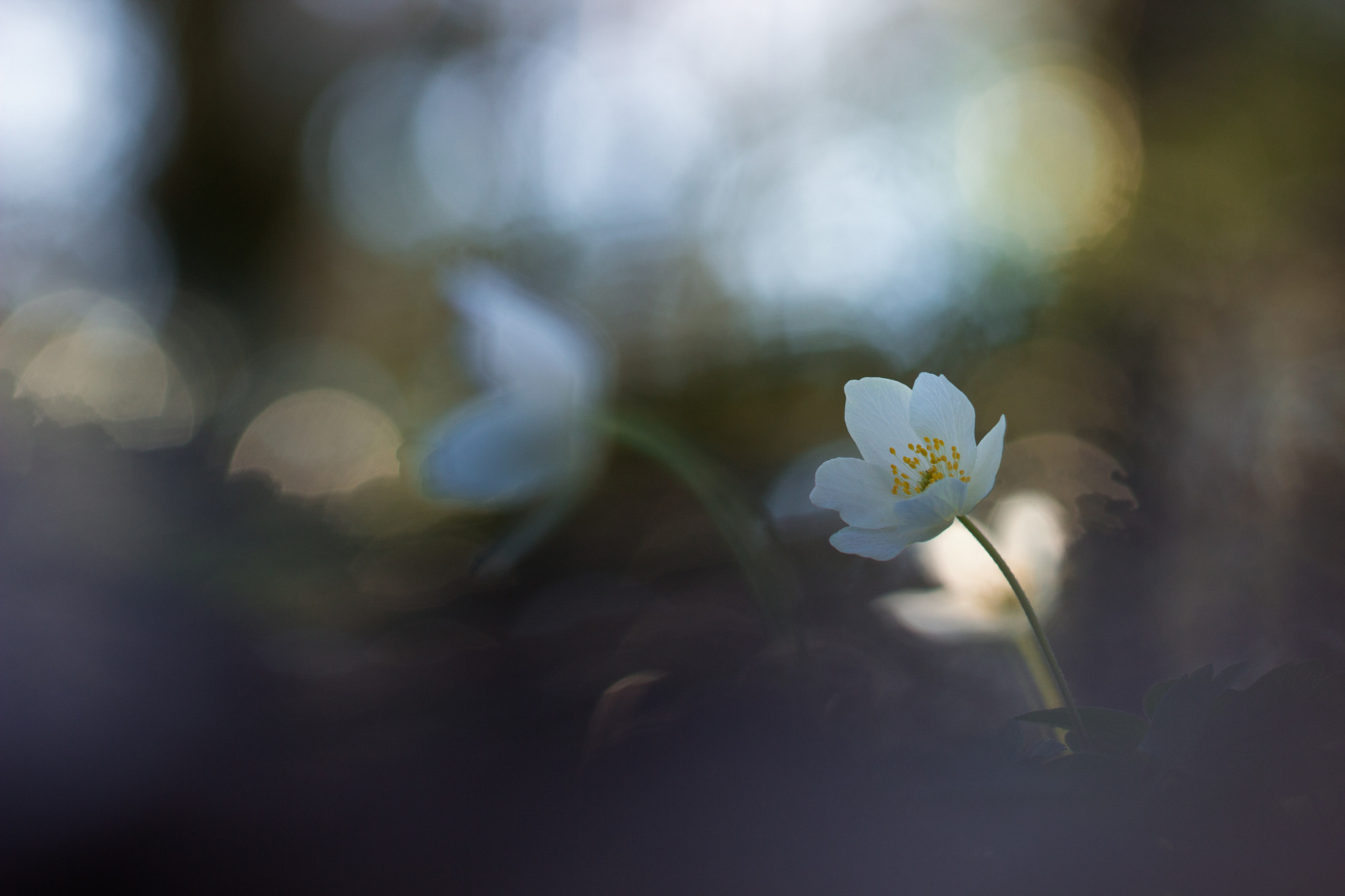 Canon EF 100mm F2.8L Macro IS USM sample photo. Anémone photography