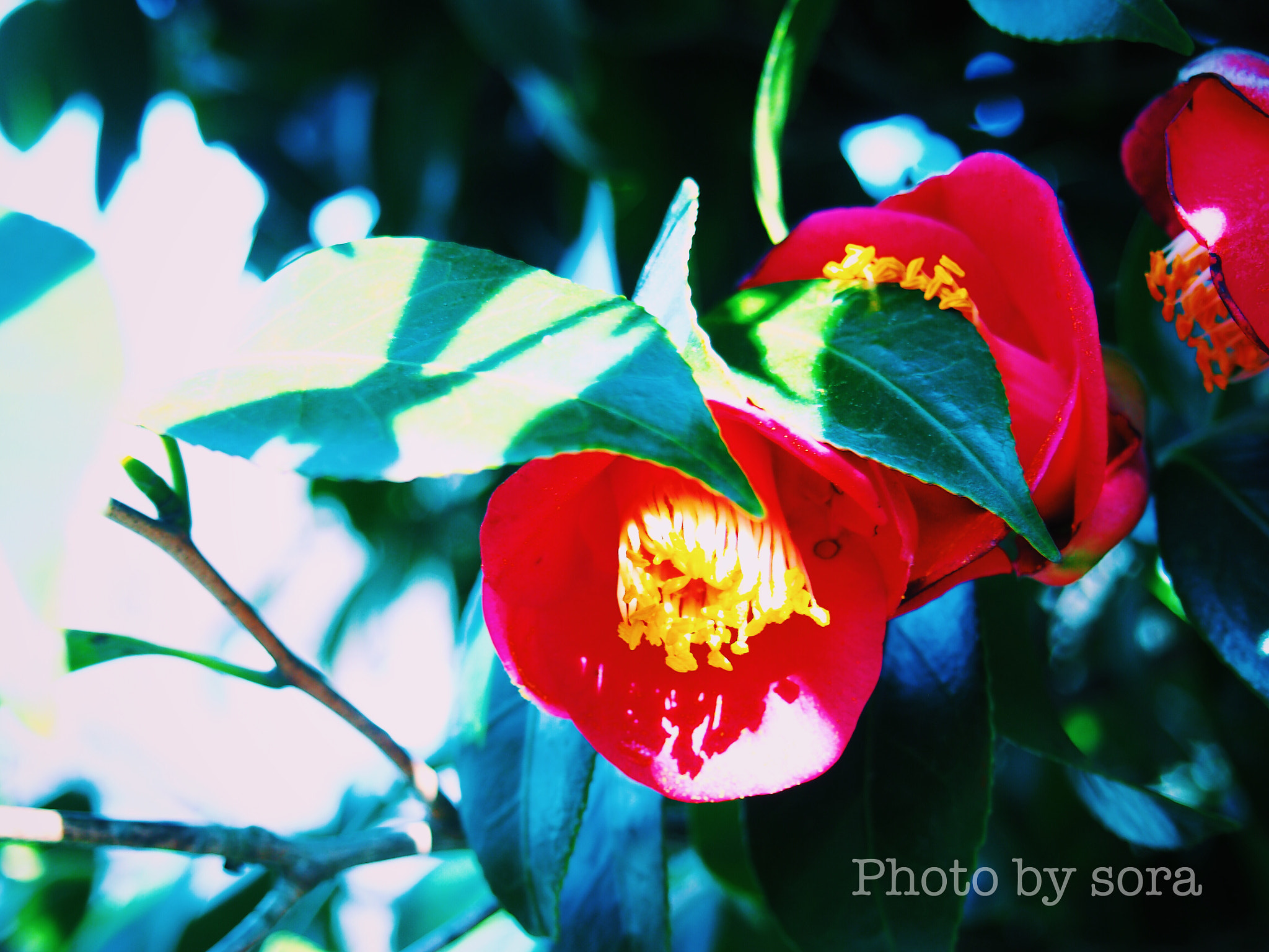 Olympus PEN E-PL5 sample photo