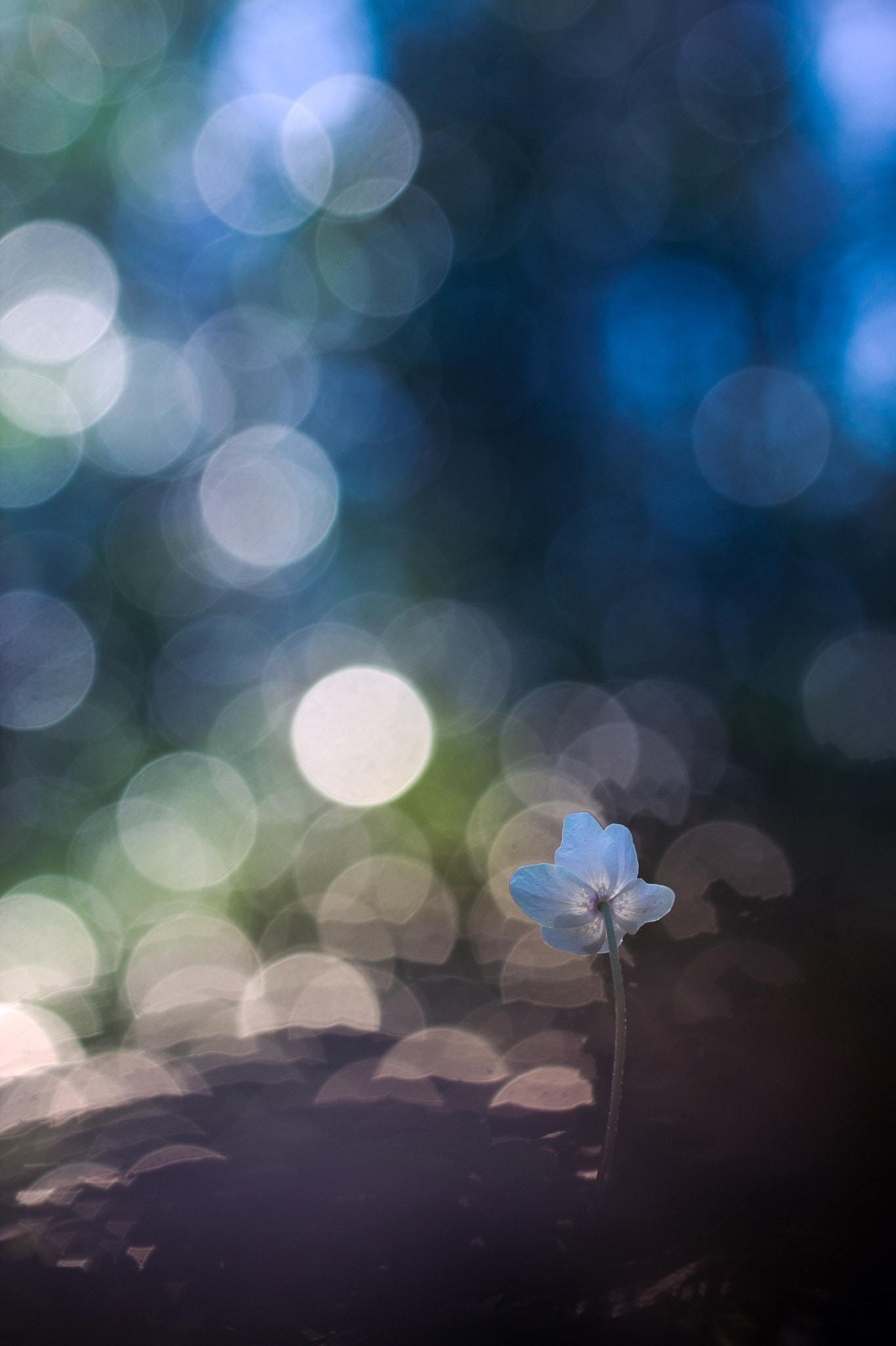 Canon EF 100mm F2.8L Macro IS USM sample photo. Anémone photography