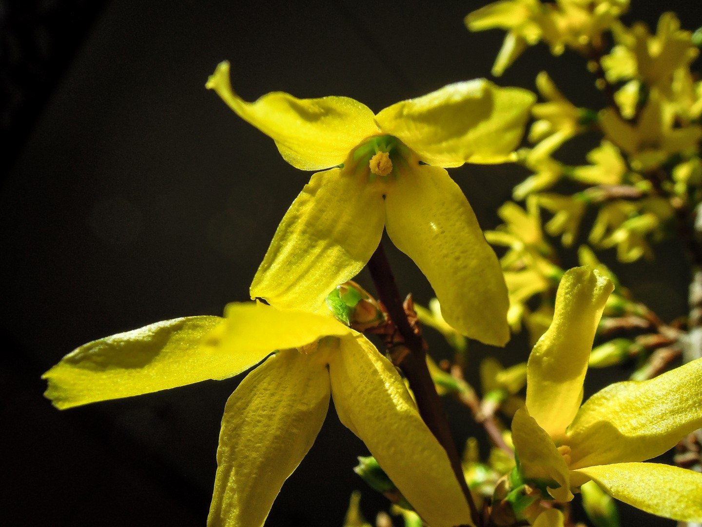 Nikon Coolpix P300 sample photo. Forsythia photography