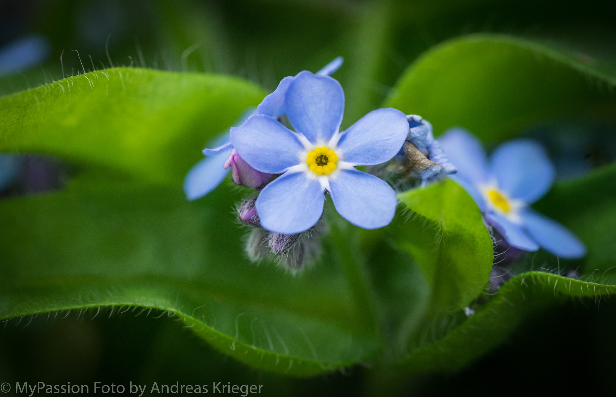 Sony a7 II + Sony FE 90mm F2.8 Macro G OSS sample photo. Follow forms ! photography