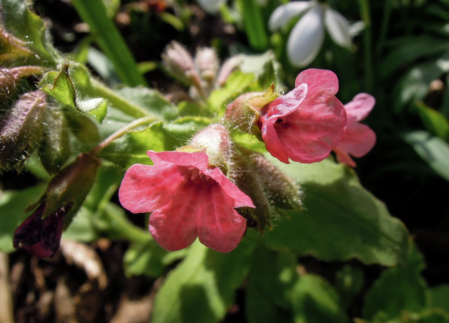 Nikon Coolpix P300 sample photo. Pulmonaria obscura photography