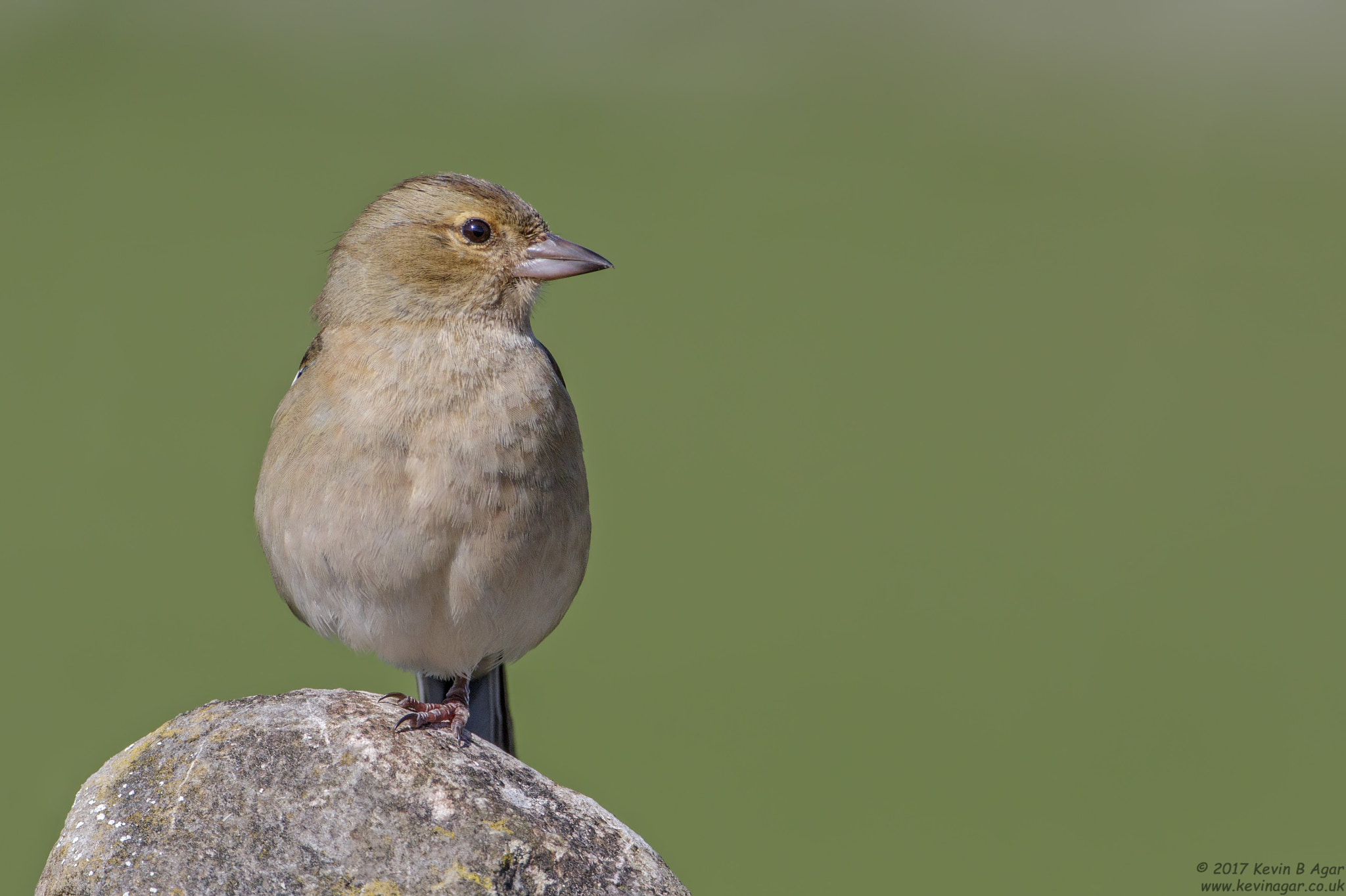 Canon EF 500mm F4L IS USM sample photo. Chaffinch, fringilla coelebs photography