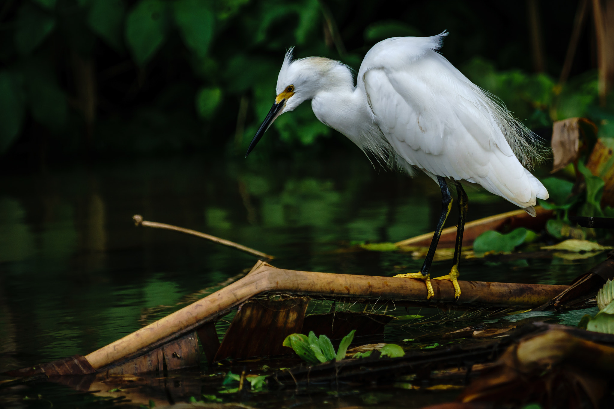 Sony a6000 + Sony FE 70-200mm F4 G OSS sample photo. Tortuguero canals, costa rica photography