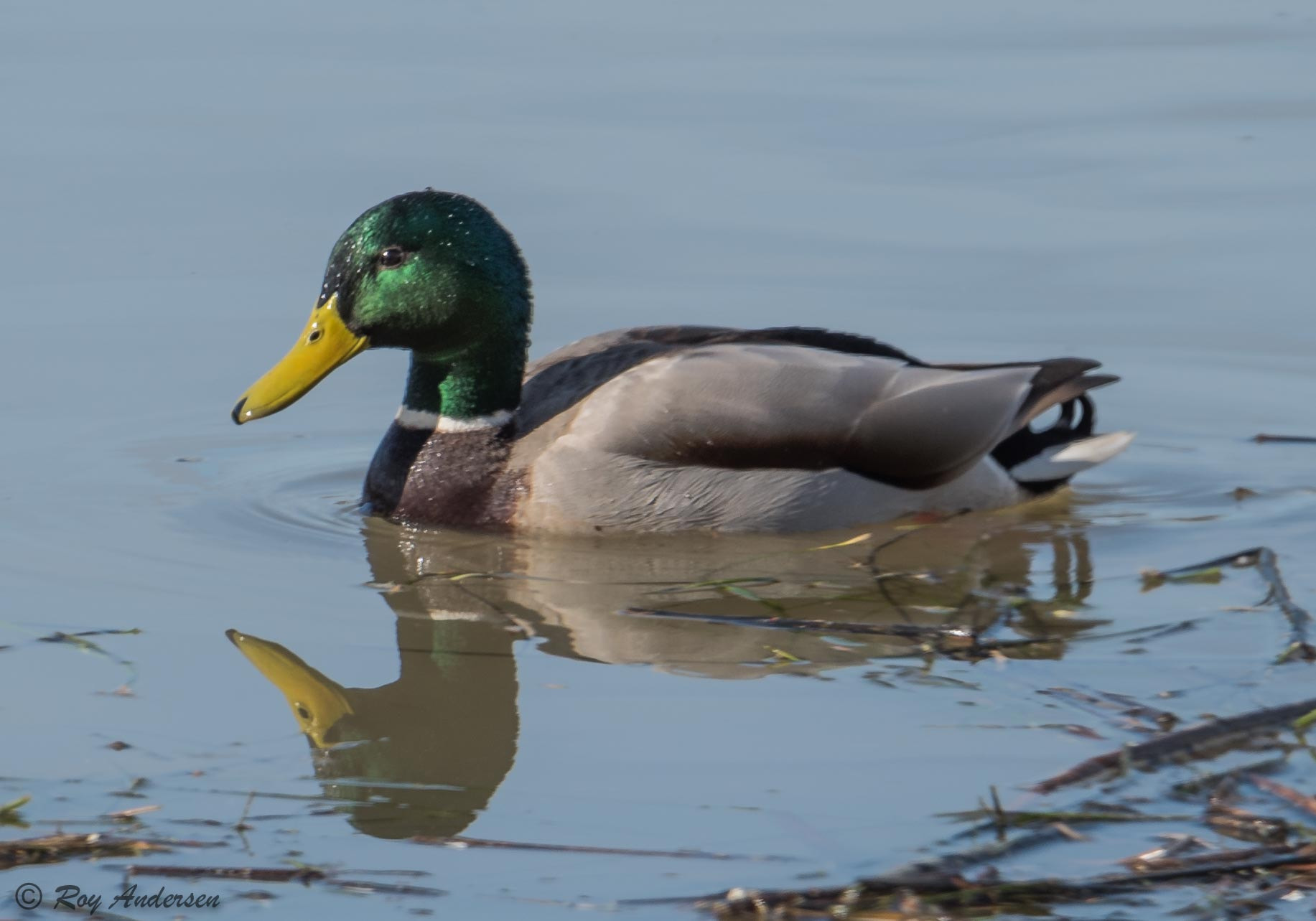 Nikon D750 + Sigma 50mm F2.8 EX DG Macro sample photo. Anas platyrhynchos photography