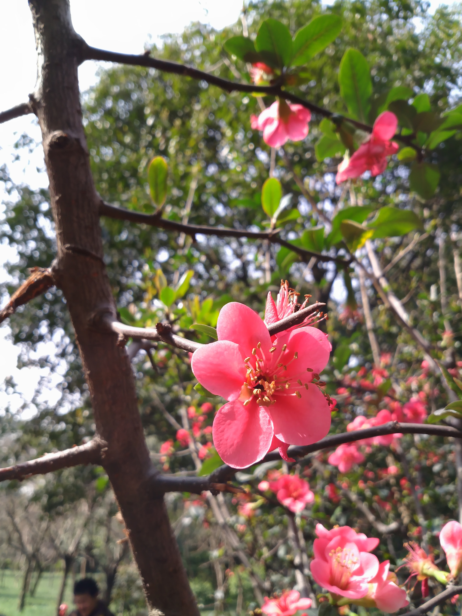 Xiaomi MI 5s Plus sample photo. Stereo photography