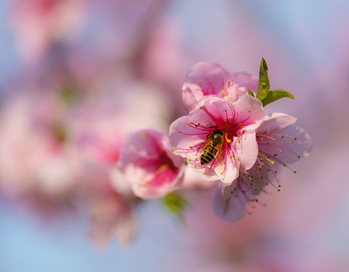 Sony FE 70-300mm F4.5-5.6 G OSS sample photo. Flower and honybee photography