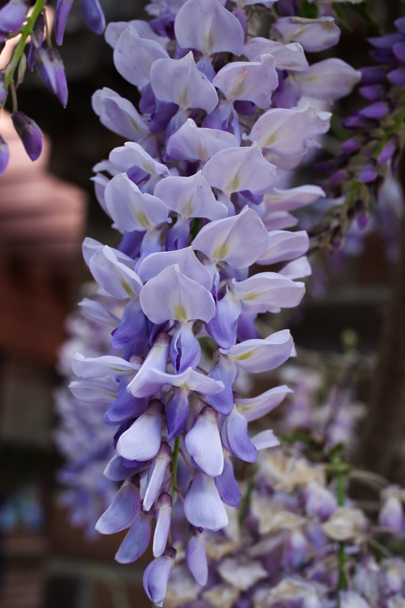 Ricoh GXR A12 + GR Lens A12 50mm F2.5 Macro sample photo. Wisteria photography