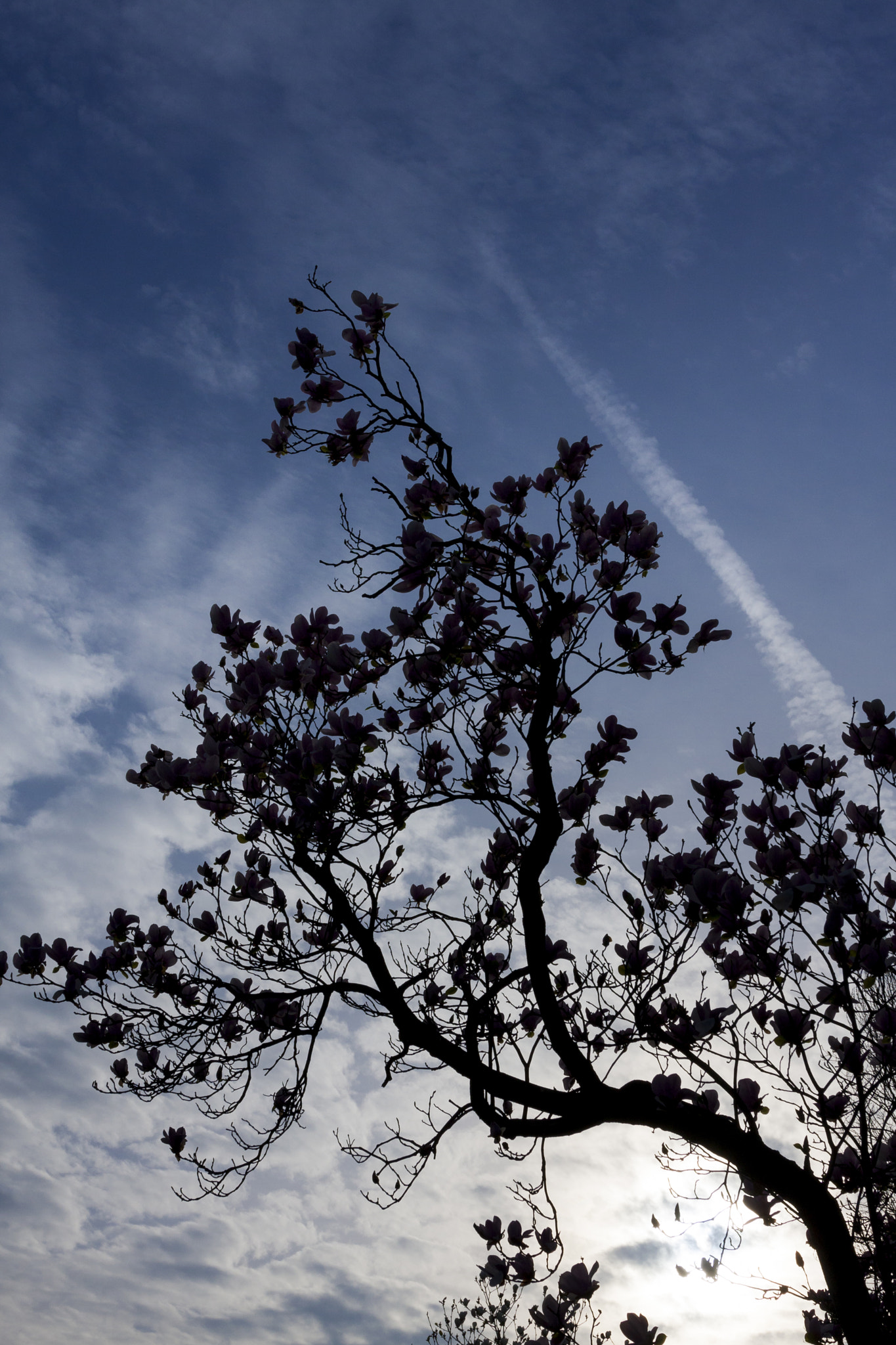 Canon EOS 40D sample photo. Reaching the sky photography