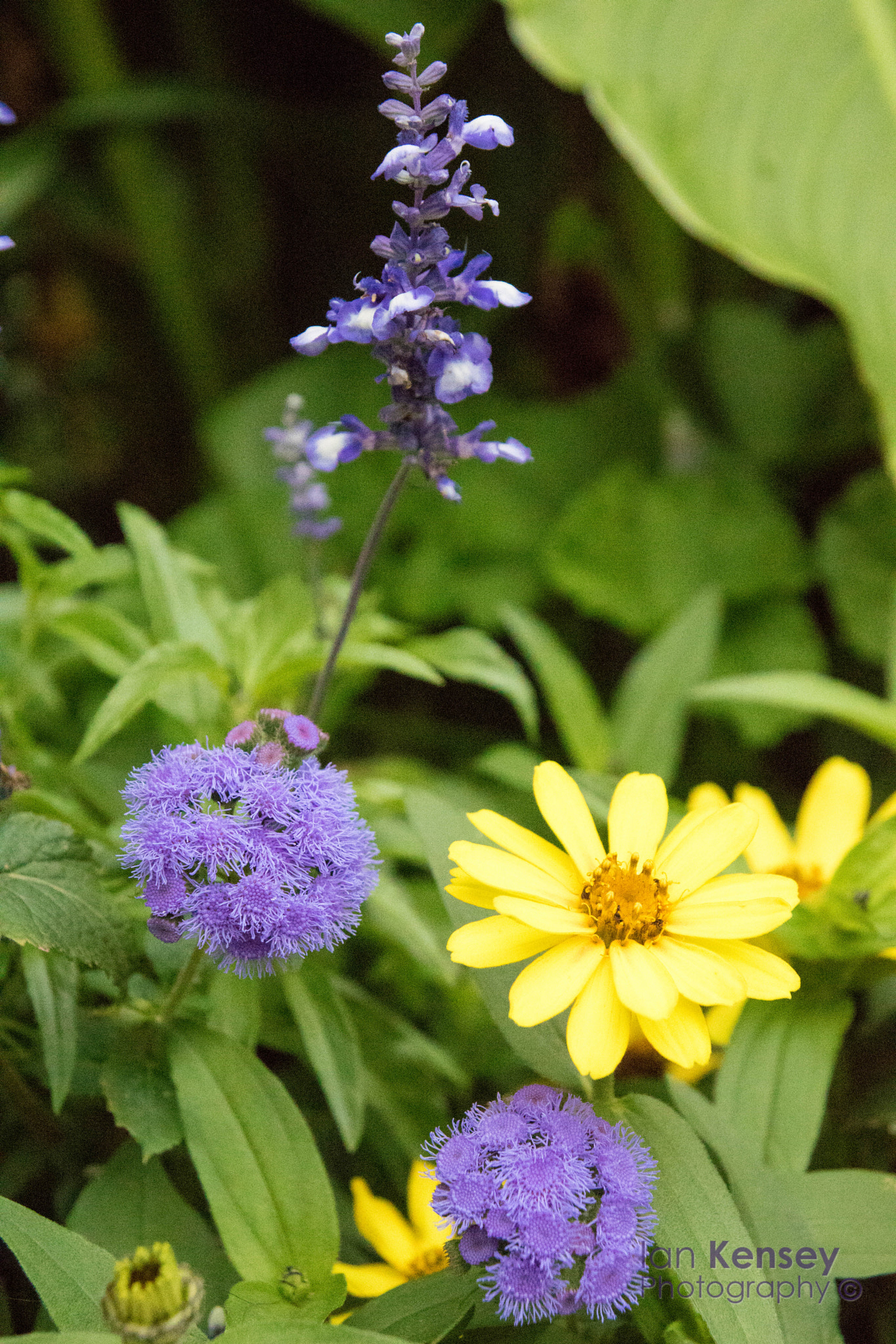 Sony ILCA-77M2 sample photo. The flowers photography