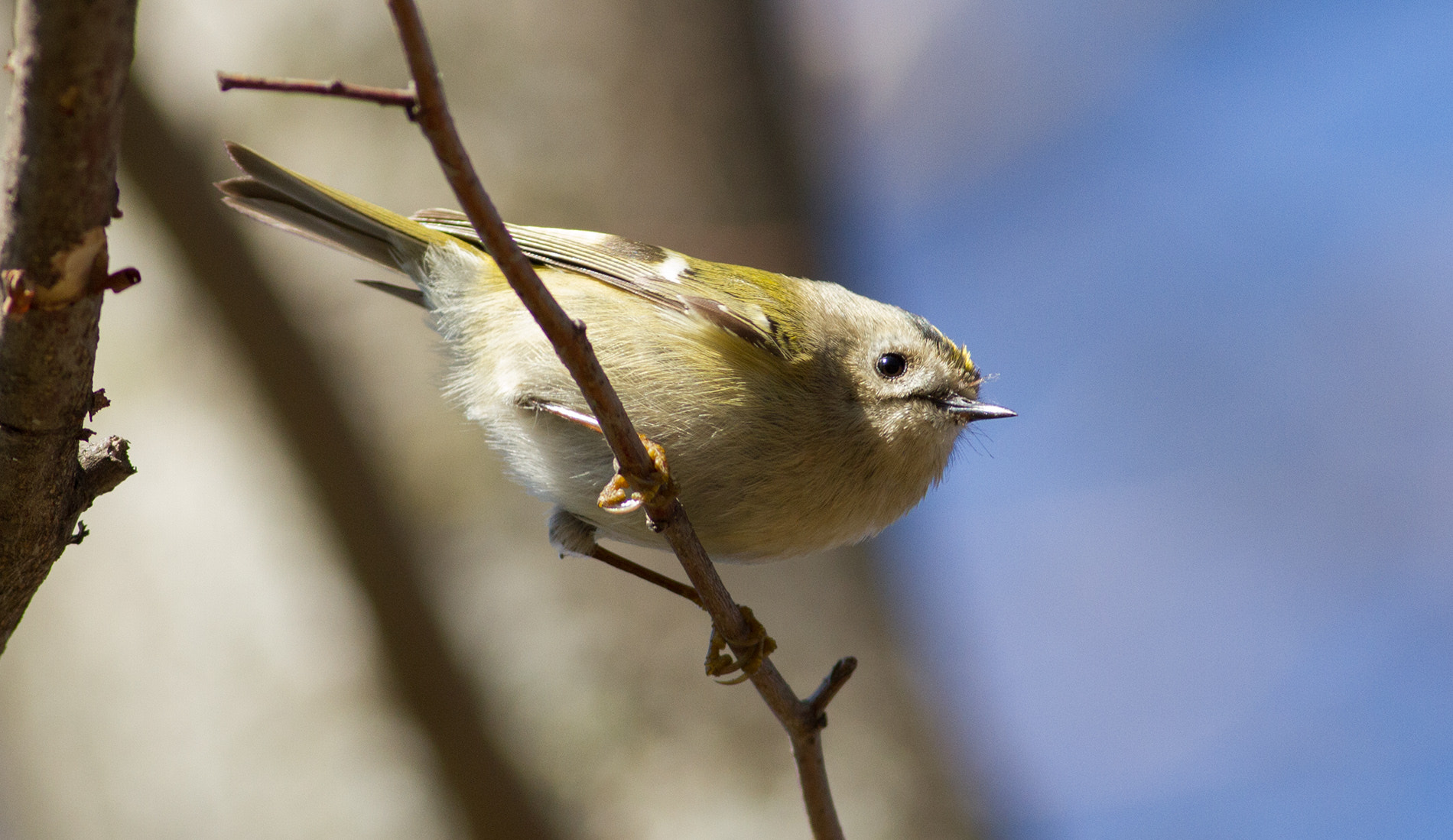 Canon EOS 7D + Canon EF 400mm F5.6L USM sample photo. Continental goldcrest photography